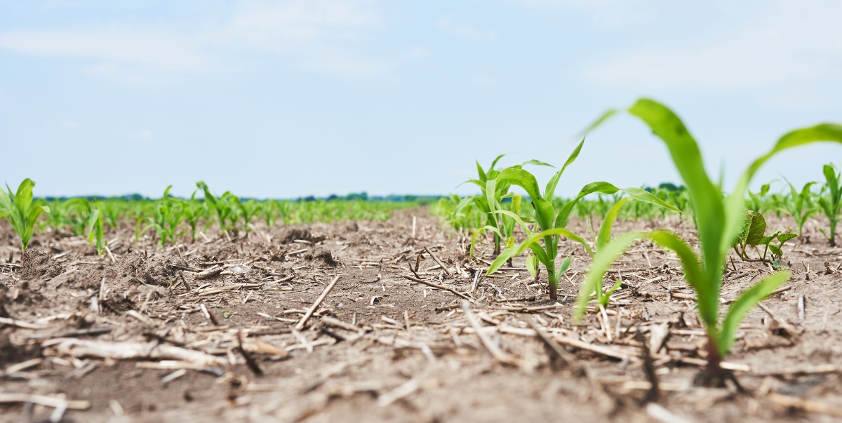 consistent crop soil