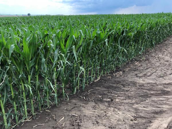 Stalcup managers are constantly learning about and applying new practices to enhance our clients’ bottom line and improve the value and productivity of their farms.