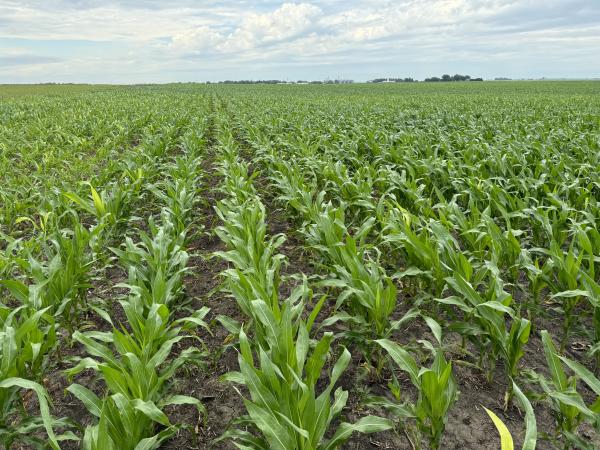 farm consultant