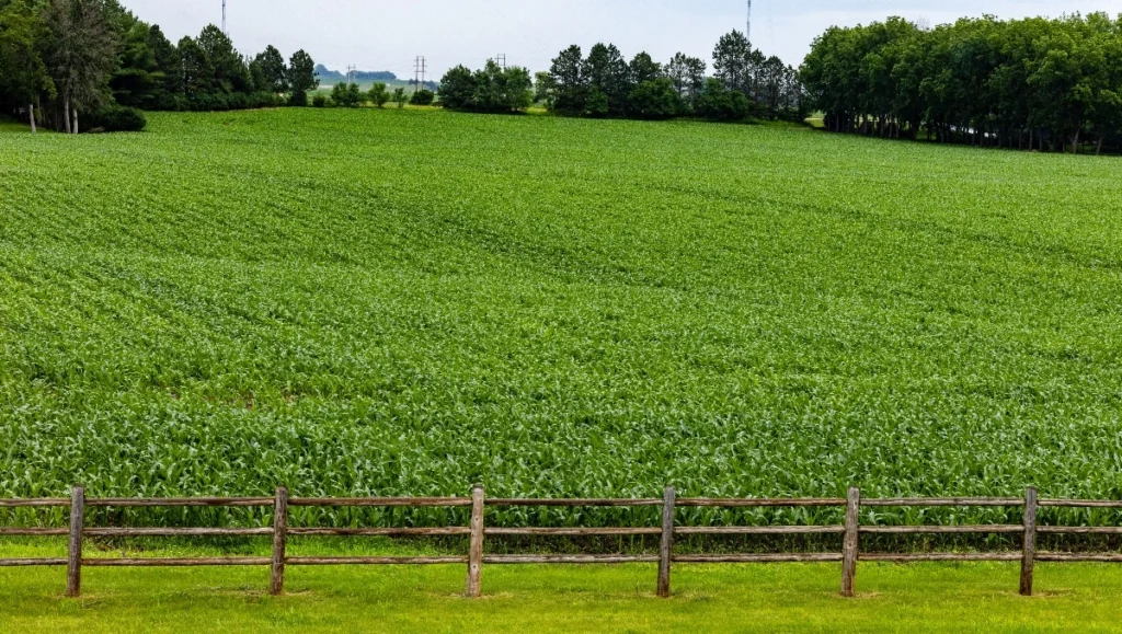 soybean field on South Dakota farm