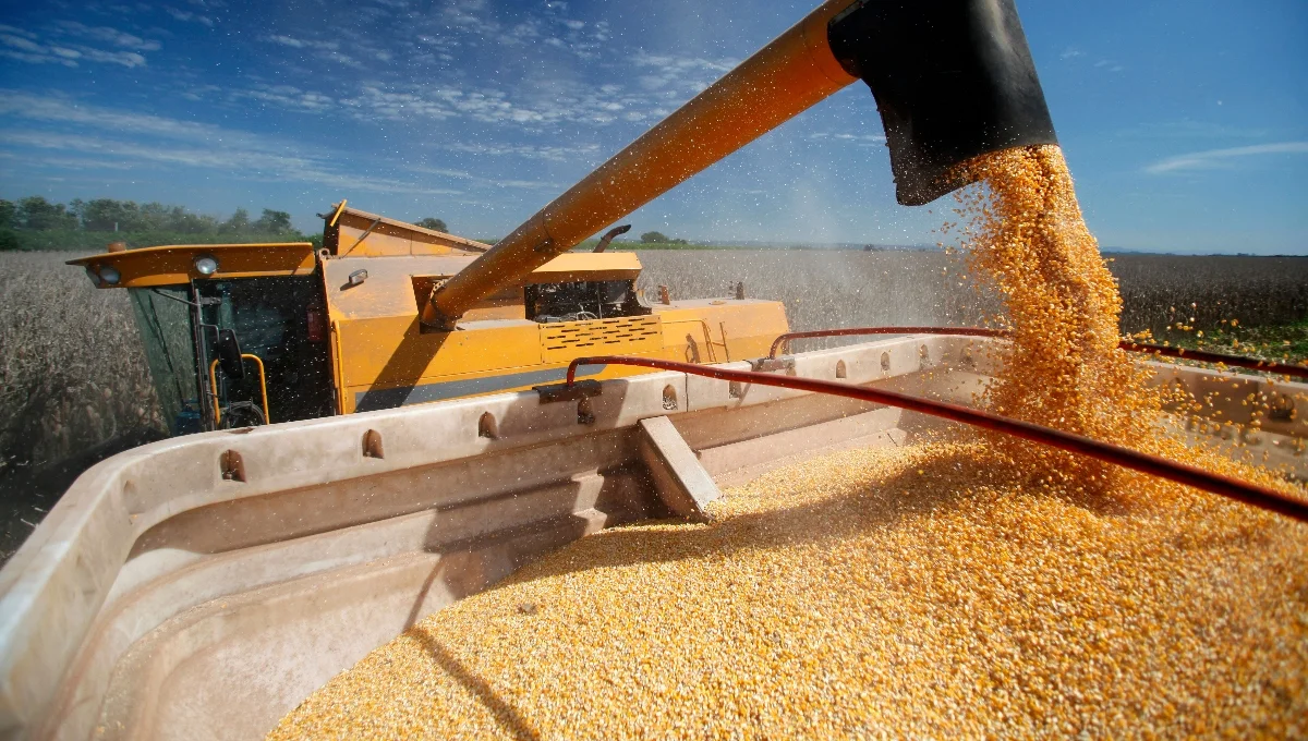 Corn market Summer 2025