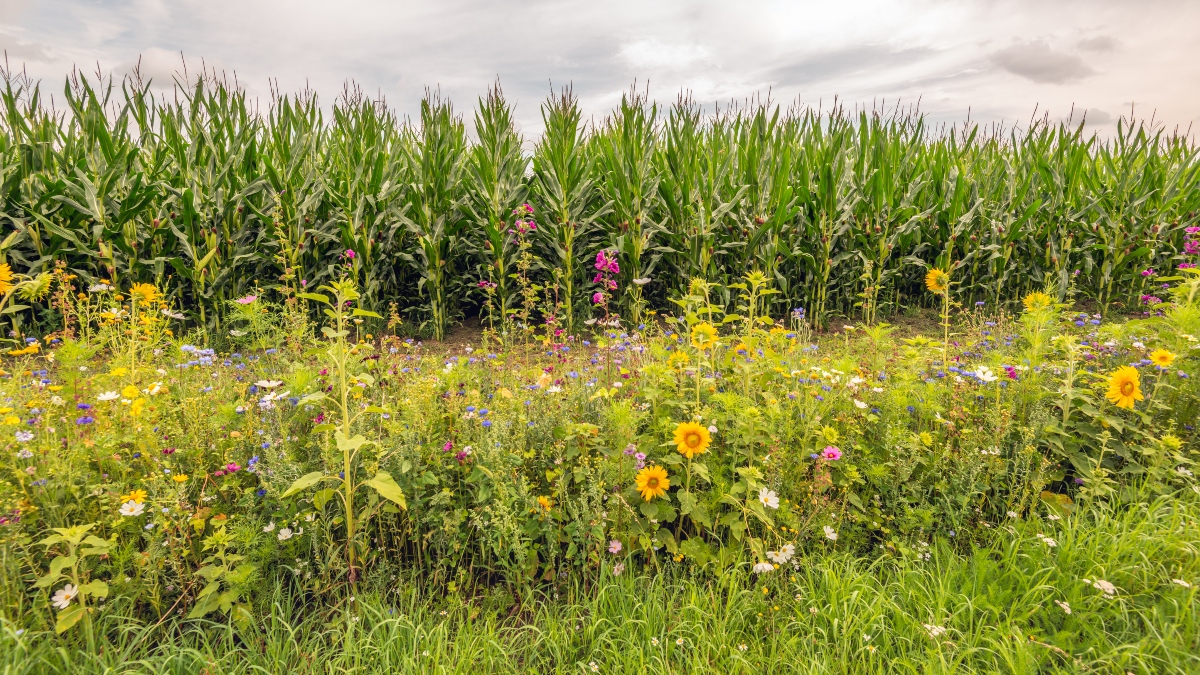 integrated pest management with wildflower strips