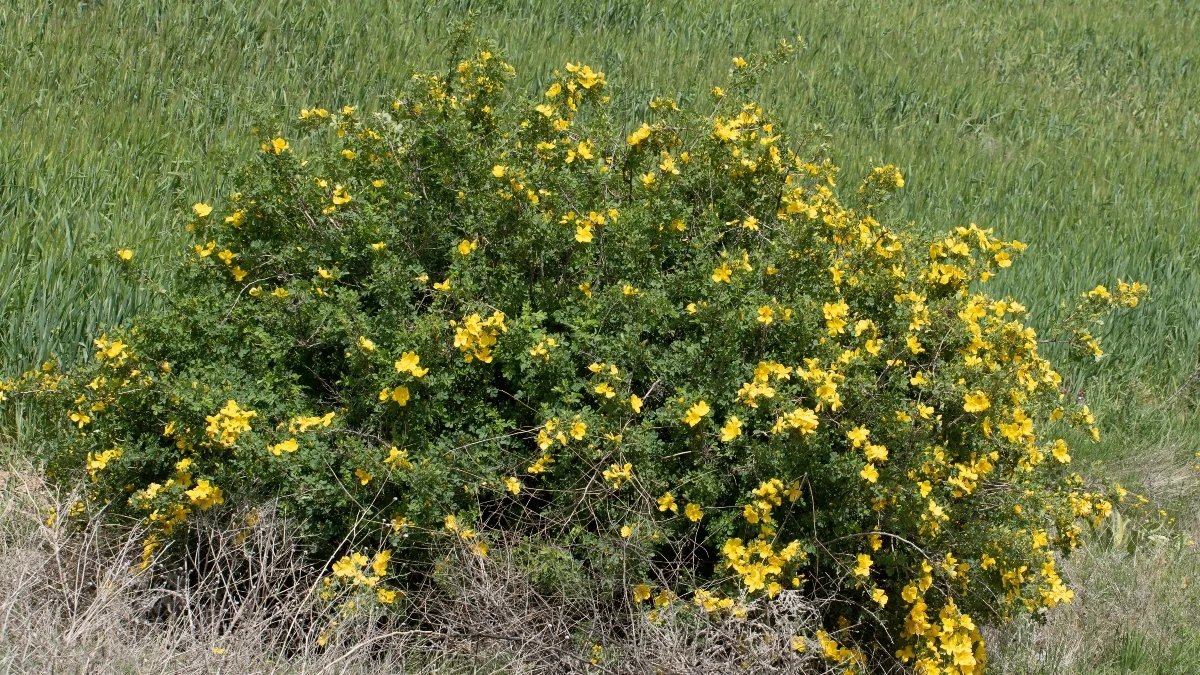Integrated pest management on Iowa farms