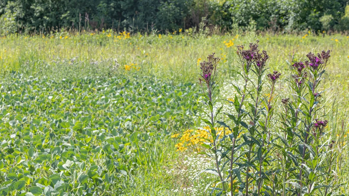 prairie strip around soybean field in Iowa