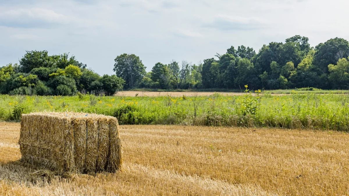 Iowa farmland prairie strips