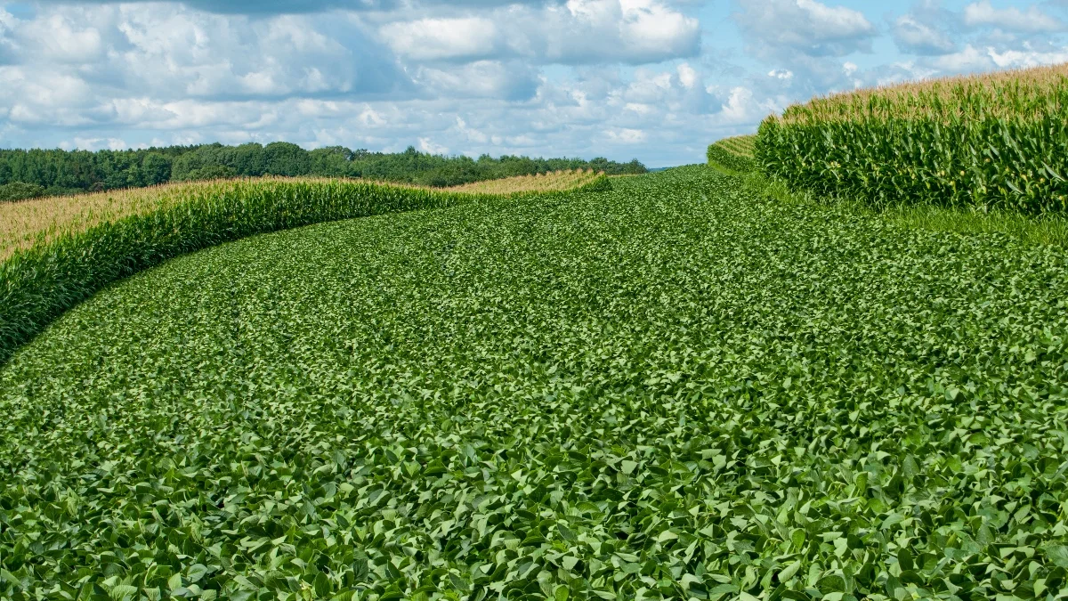 Iowa corn and soybean fields - grain market Fall 2025