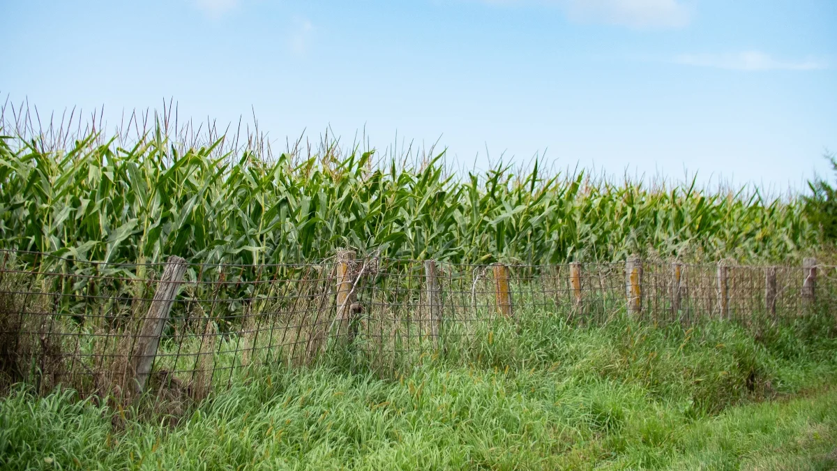 Cornfield representing a transition to regenerative agricultural practices