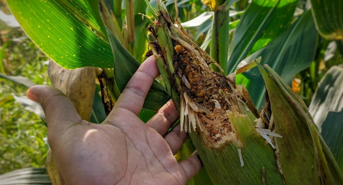 Risks and mistakes absentee farmland owners make