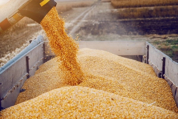 Farm manager harvesting