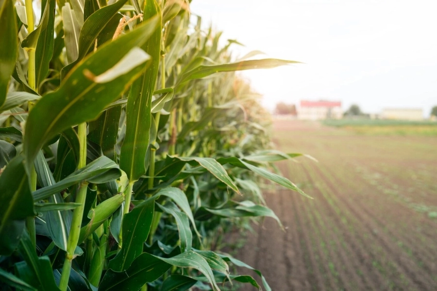 Iowa corn management