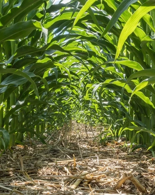 Iowa Farm Sales