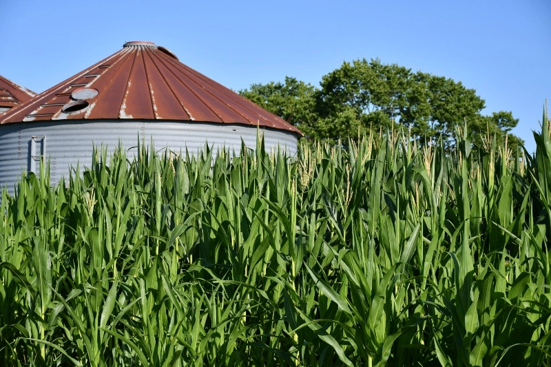 Grain Marketing & Crop Insurance